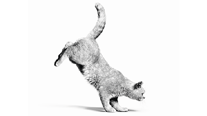 Fuelling your four-legged friend for success at every life stage