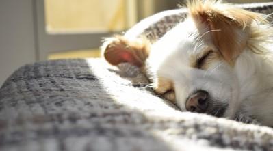 Σκύλος κοιμάται εναντίον ανθρώπων που κοιμούνται.  Τι πρέπει να ξέρετε για τη συμπεριφορά του ύπνου του σκύλου σας